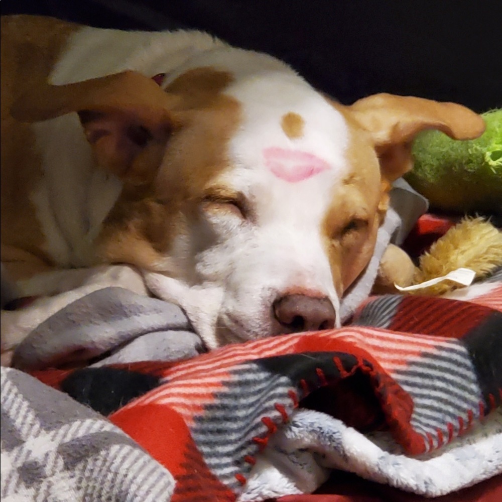 Meet your Posher, Diana